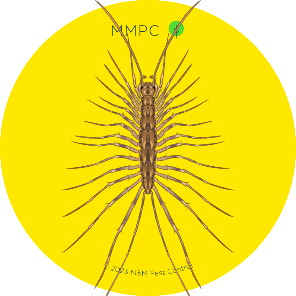 House Centipede