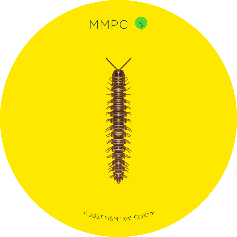 Garden Millipede