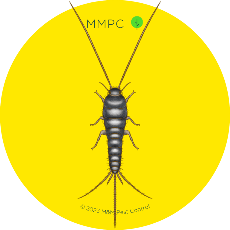 how-to-identify-small-bugs-in-your-bed-or-bedroom-pest-guide-mmpc