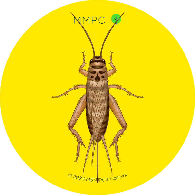 House Cricket