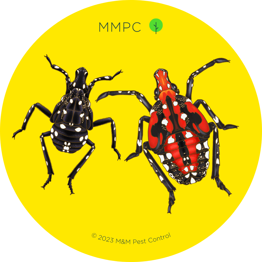 Spotted Lanternfly Nymphs