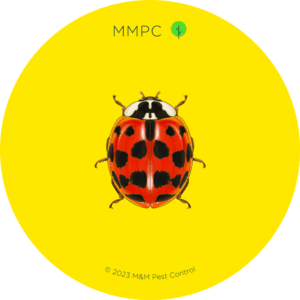 Asian Lady Beetle