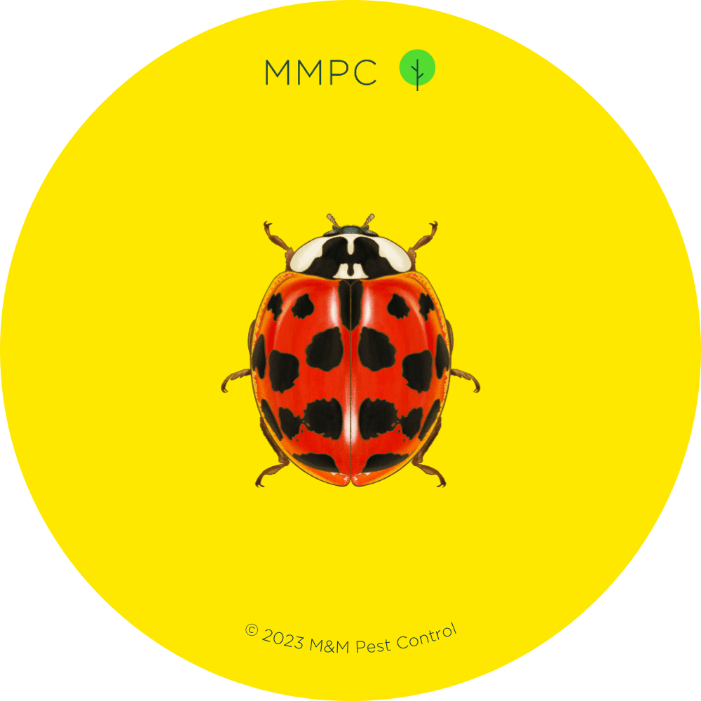 Asian Lady Beetle