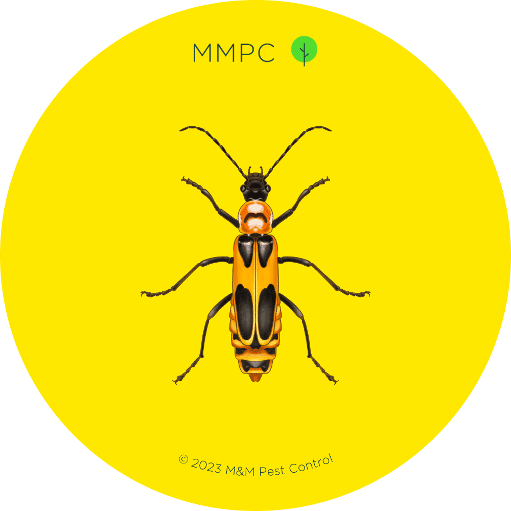 Soldier Beetle