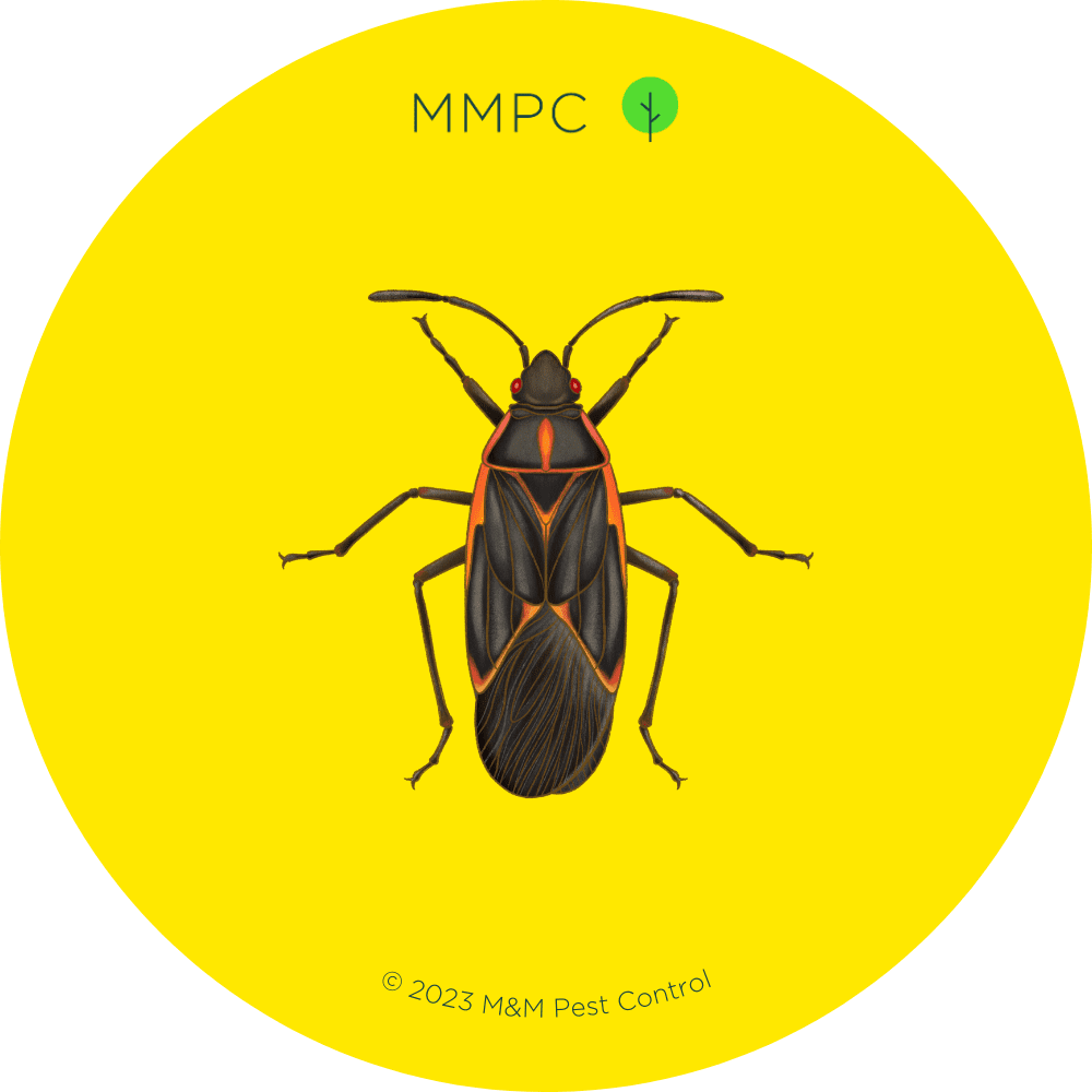 Boxelder Bug