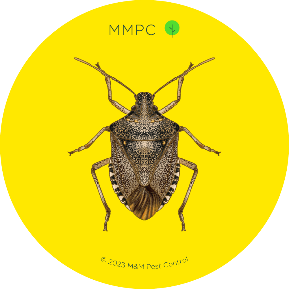 Brown Marmorated Stink Bug