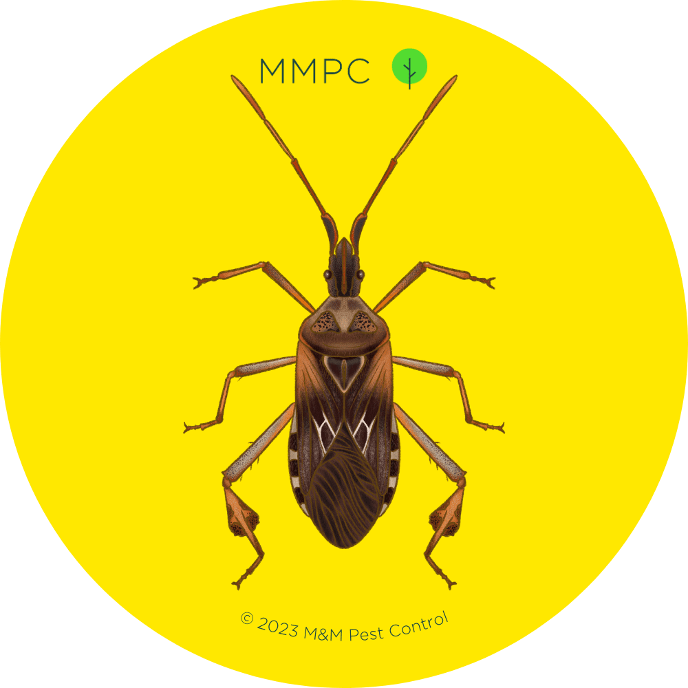 Western Conifer Seed Bug