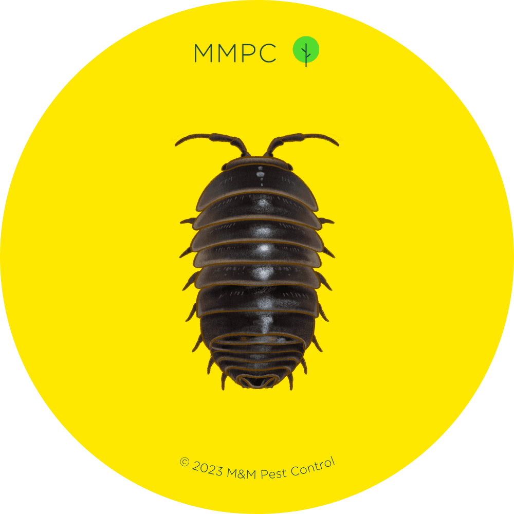 Pill Bug