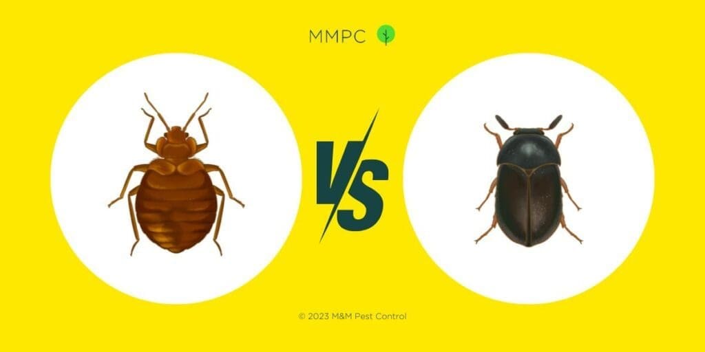 How To Tell The Difference Between Bed Bugs And Carpet Beetles