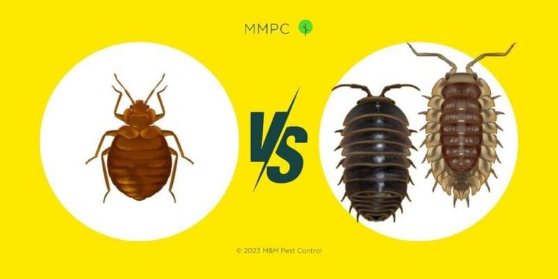 Bed Bug Bites vs Spider Bites: How to Differentiate the Two– Bed