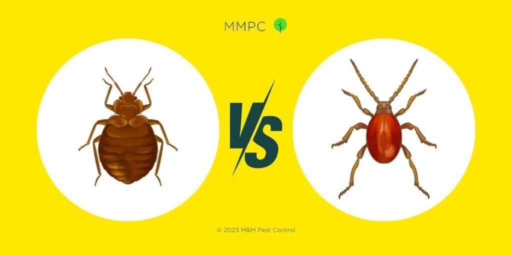 Carpet Beetles vs Bed Bugs: How to Tell The Difference Between the