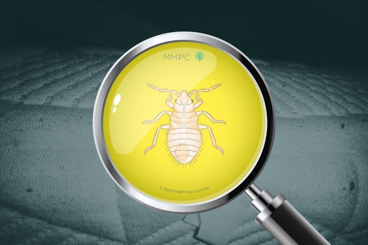 What Do Baby Bed Bugs Look Like? (Pictures & FAQs)