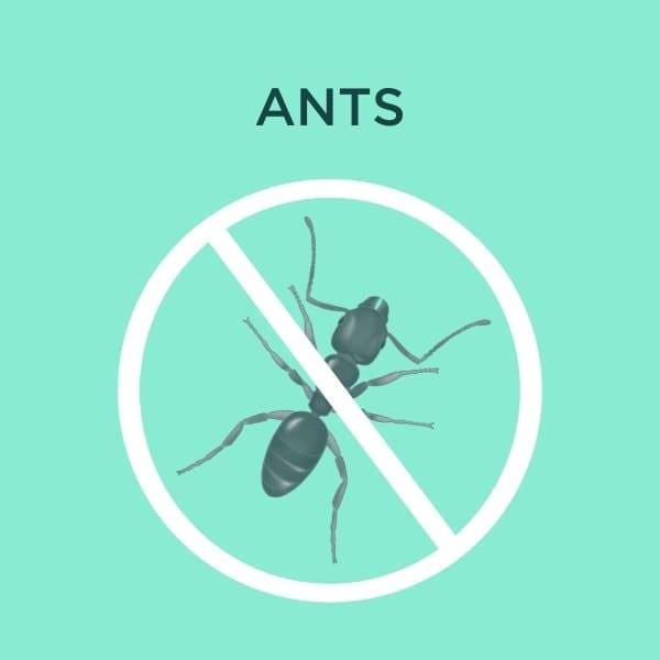 ant services cover