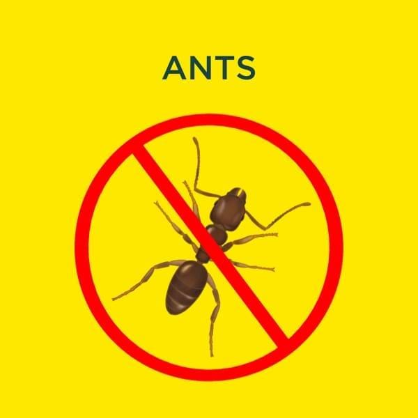ant services