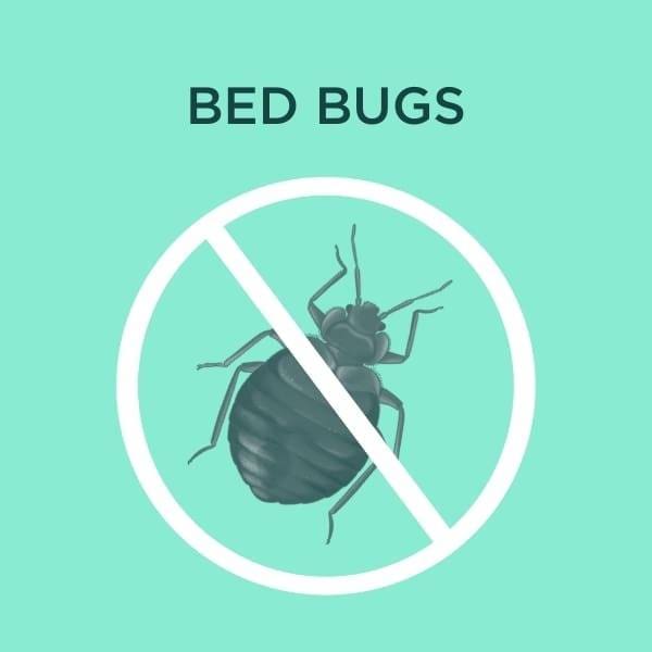 bed bug services cover