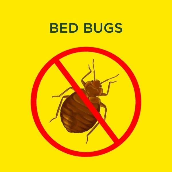 bed bug services