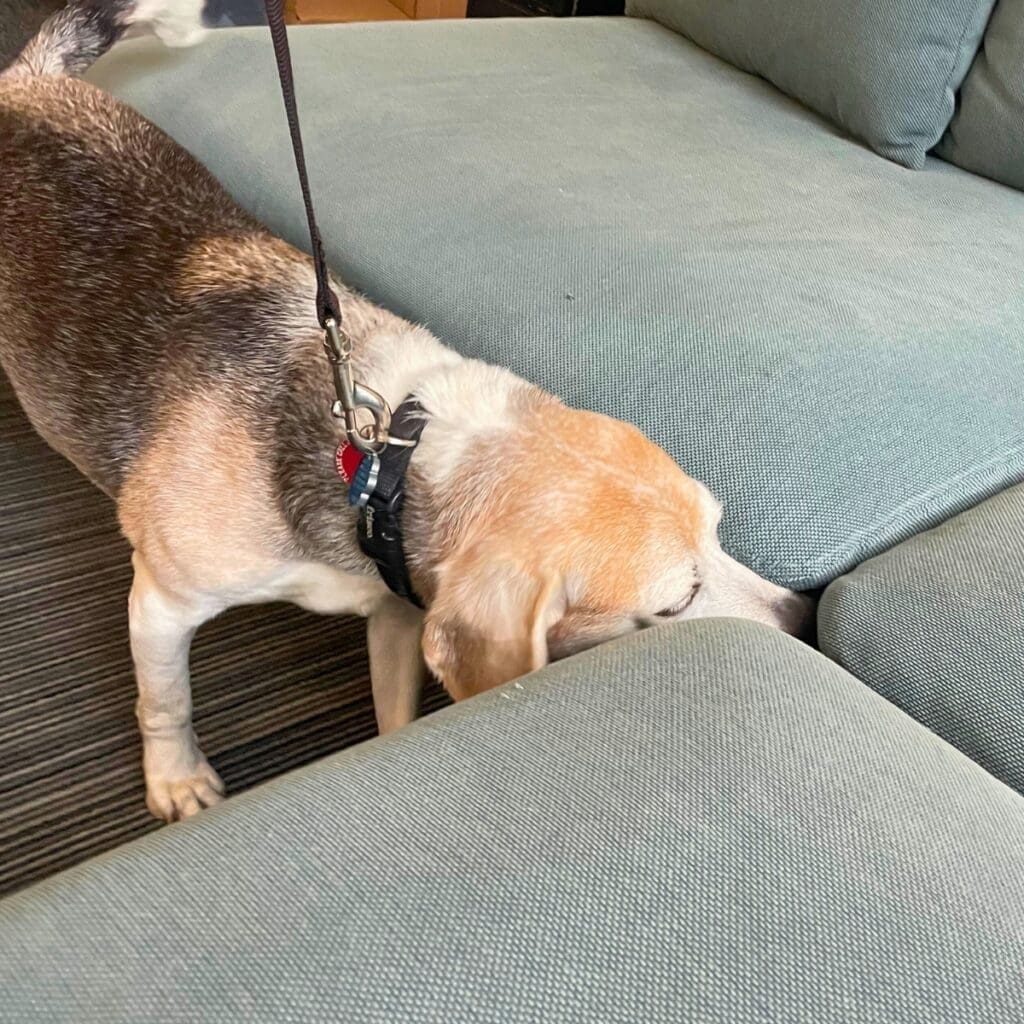 canine bed bug inspector sniffing under couch cushions