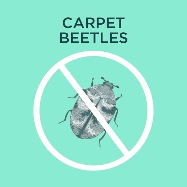 carpet beetle services cover
