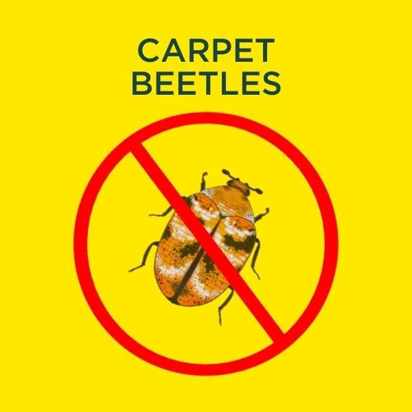 carpet beetle services