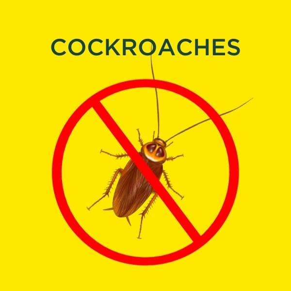 cockroach services