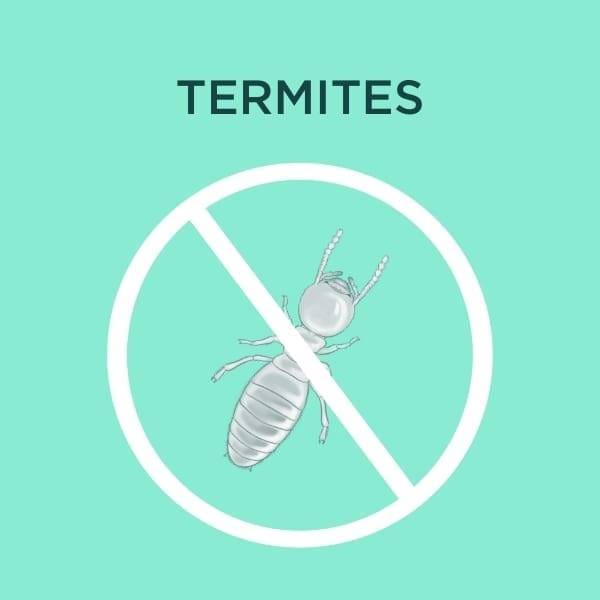 termite services cover