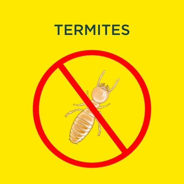 termite services