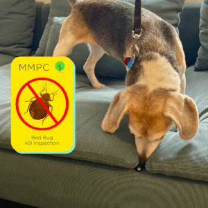 Certified K9 inspection for bed bugs Benji sniffing couch