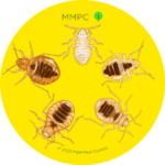 Bed bug nymphs instar stages
