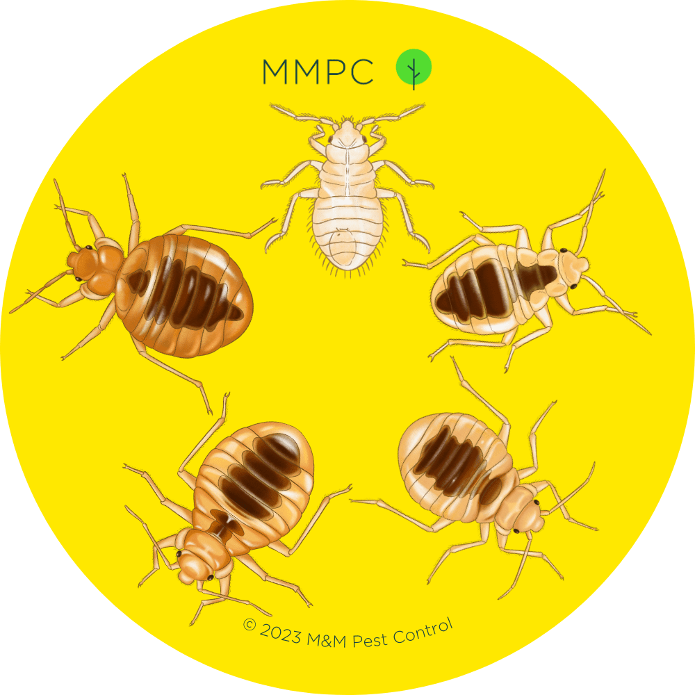 Bed bug nymphs instar stages