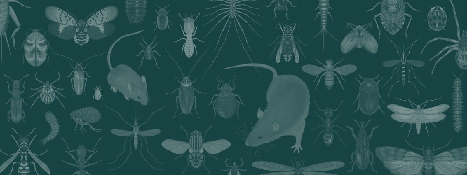 household pest identification guide