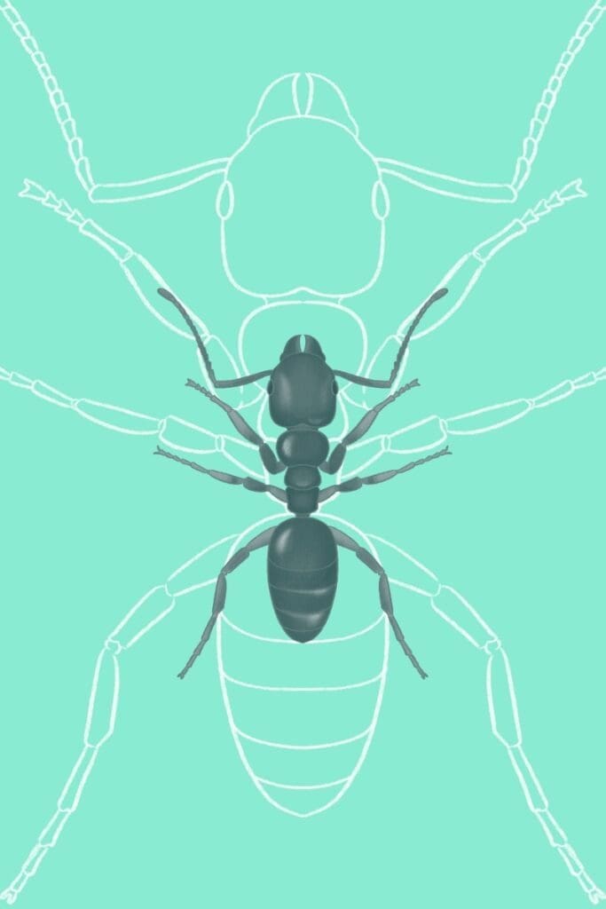 ant identification