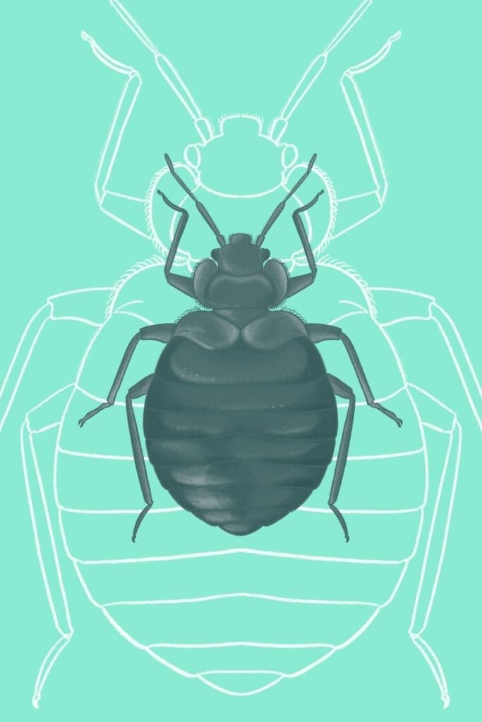 bed bug identification