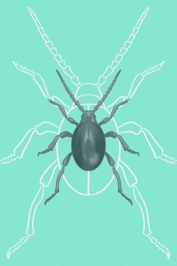 beetle identification