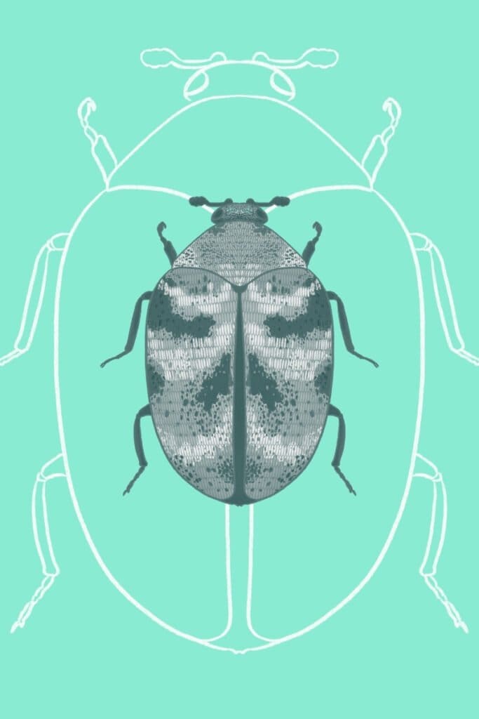 carpet beetle identification