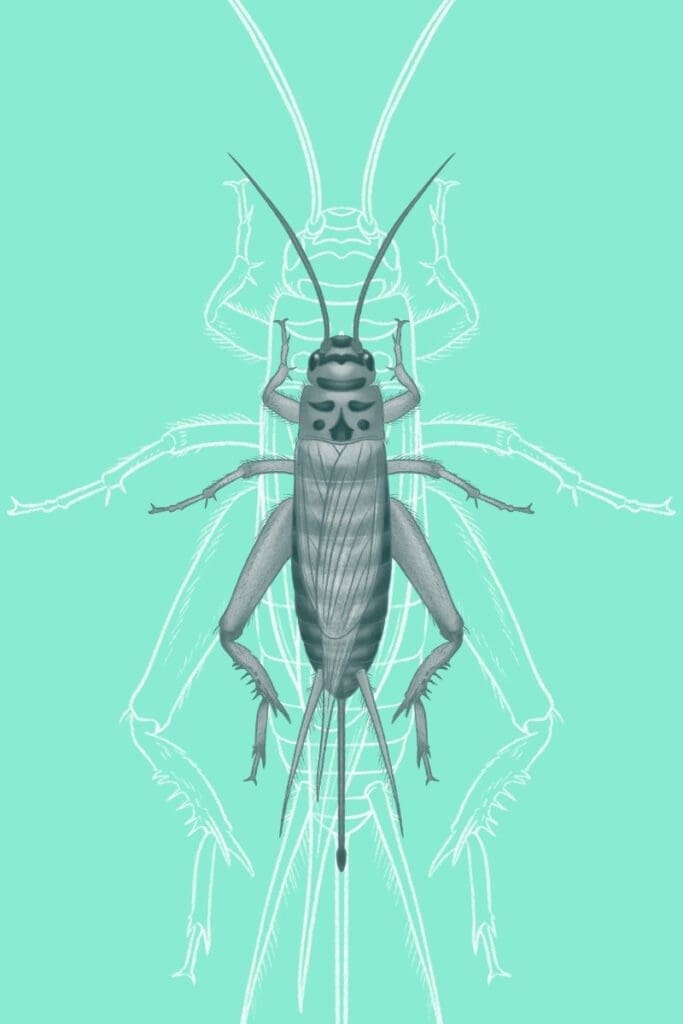 cricket identification