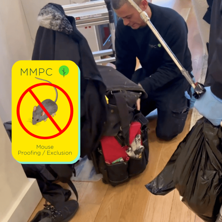 Mouse Species | Rentokil Pest Control