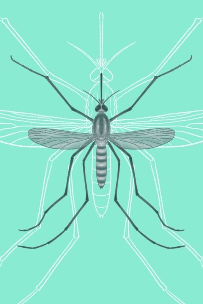 Mosquito identification