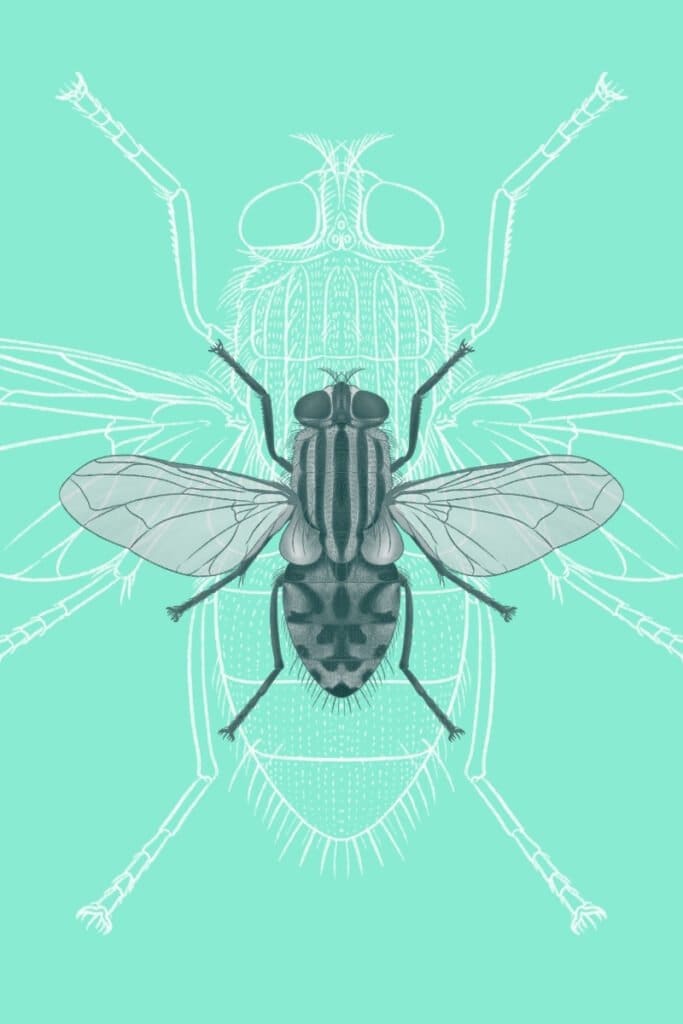 fly identification