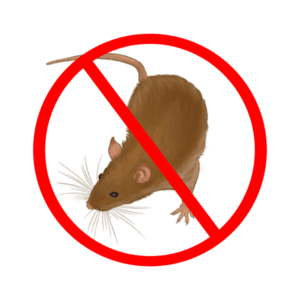 get rid of rats