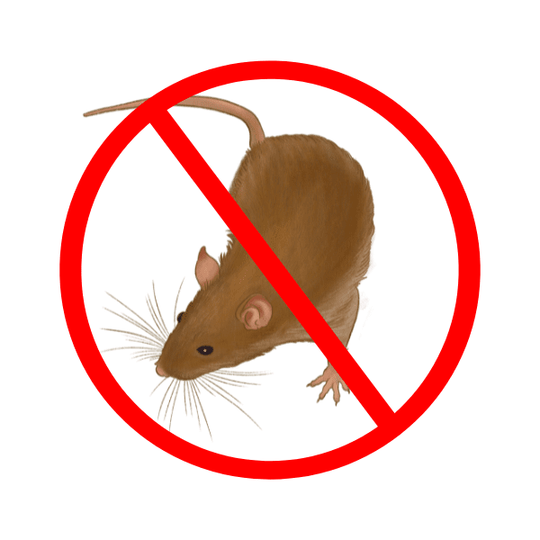 get rid of rats