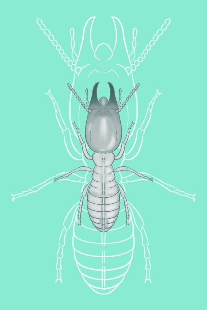 termite identification