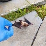 bat control and removal