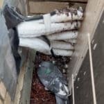 pigeon nest removal