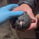 pigeon trapping removal