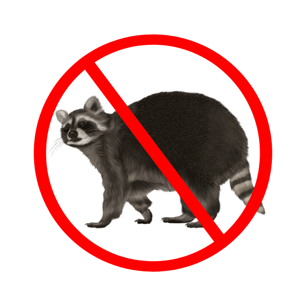 wildlife control services raccoon