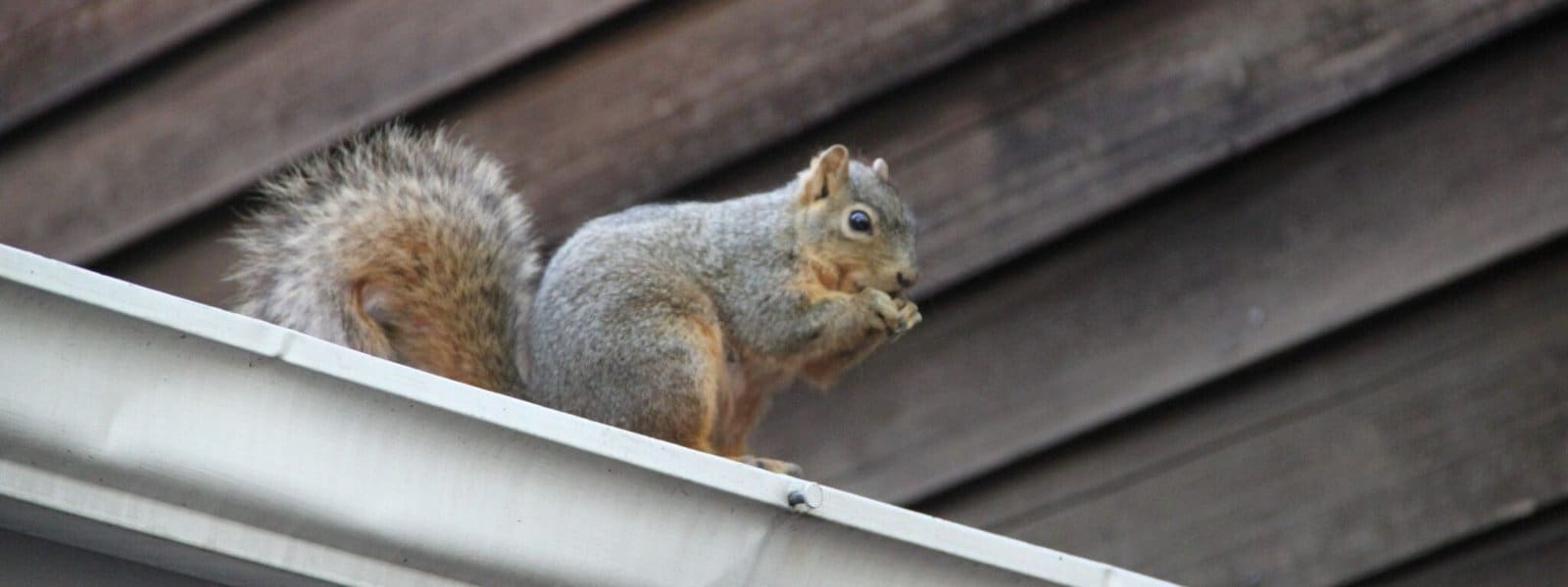 wildlife services header squirrels (2)