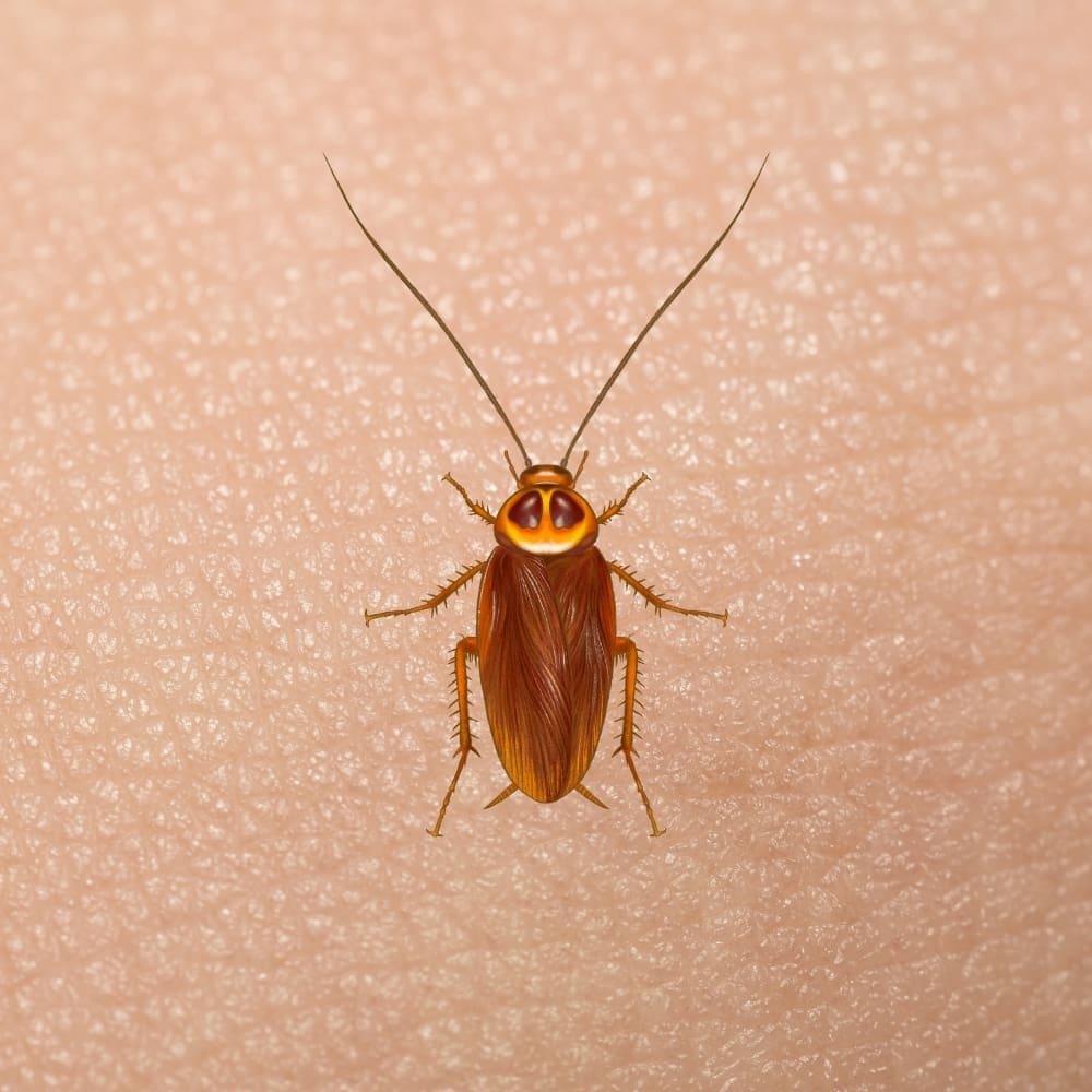 Illustration of cockroach on skin