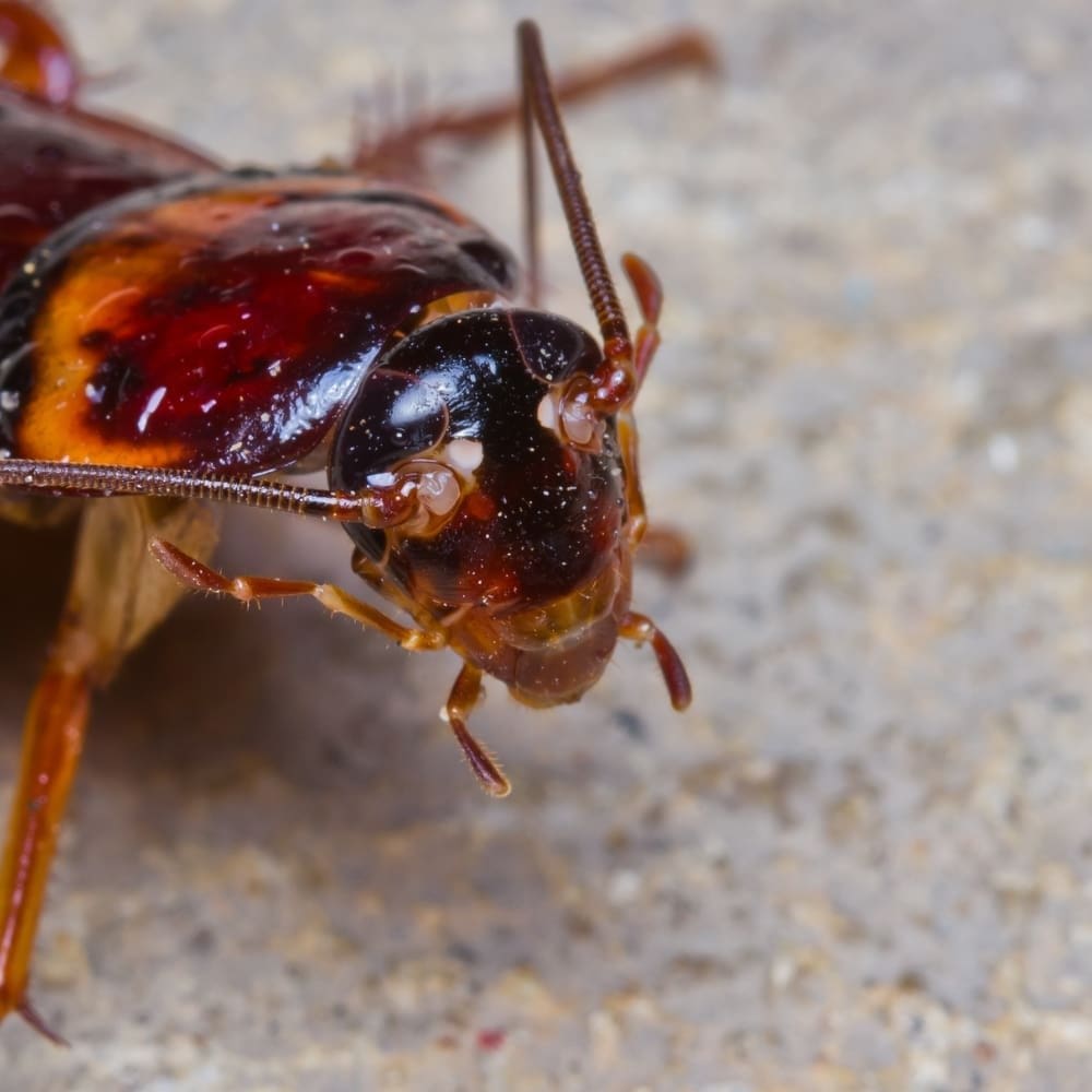 Closeup of cockroach mouthparts