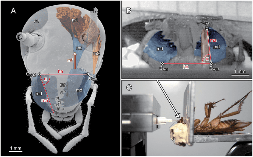 Morphology of the mandibular apparatus of P americana