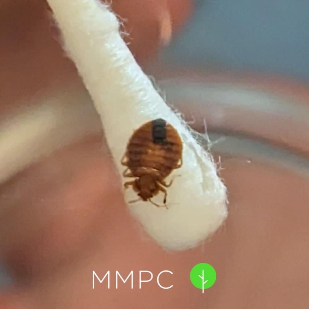 bed bug close up